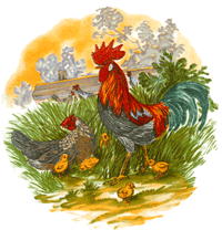 Rooster and Hen