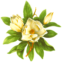 Magnolia Bits