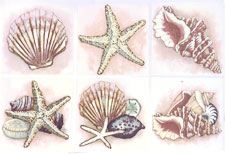 Starfish and Shells Set of 6