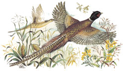 Pheasant Mural