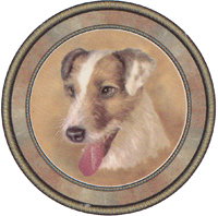 Dogs - Jack Russell
