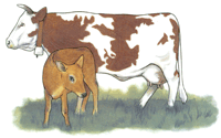 Cow & Calf Brown & White