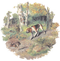 Beagle Chasing Rabbit - Hunting Dogs