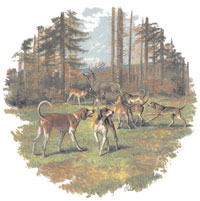 Chien De Meute with Elk - Hunting Dogs