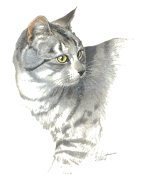 Cat-British Shorthair