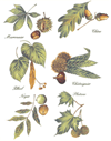 Leaves & Nuts