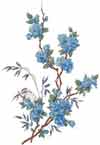 Branch with Blue Flowers