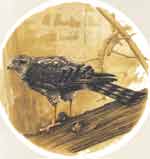 Bird of Prey Golden Eagle