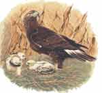 Bird of Prey  Eagle