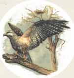 Bird of Prey Osprey