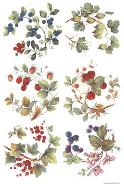 Berries-Red Raspberry, Strawberry, Gooseberry, Blackberry, Cranberry, Currant