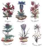 MOUNTAIN FLOWERS - SET OF 6