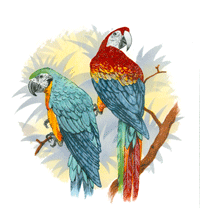 Macaw Paired Birds-Bird Branch