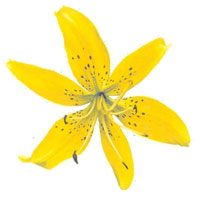 Petals- Yellow Corn Flower