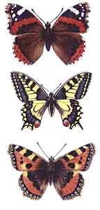 Butterflies 75mm Set of 3