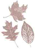 Brown Maple Leaves