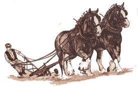 SHIRE HORSES WITH MAN PLOWING