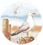 Seagull on Post