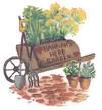 Wheel Barrow with Herbs