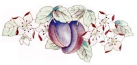 Fruit - Plums with Blossoms