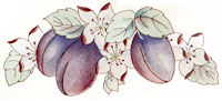 Fruit - Plums with Blossoms