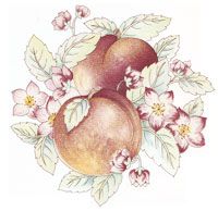 Fruit - Peaches with Blossoms