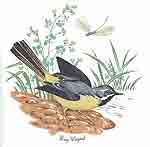 Grey Wagtail Bird