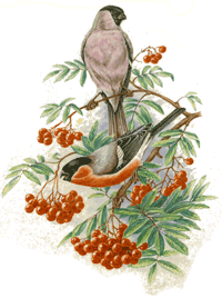 Bird  Finch