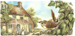 English Cottage and Wren Bird Wrap