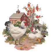 Chicken - Mother Hen