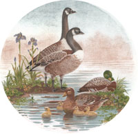 Geese and Mallard Ducks