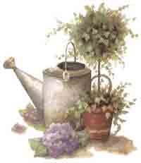 Watering Can, Hydrangea, Topiary