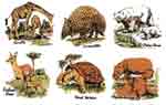Polar Bear, Giraffe, Armadillo, Giant Tortoise, Hippopoamus, Fallow Deer