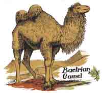 BACTRIAN CAMEL