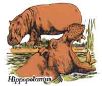 HIPPOPOTUMUS