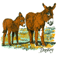 Animal Donkey