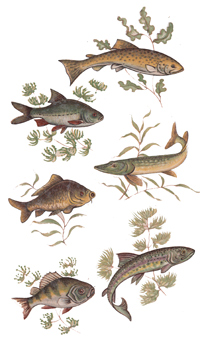 Fish Trout, Pike, Brim, Sunfish, Bass