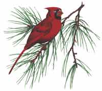 Cardinal on Pine Tree