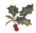 HOLLY WITH BERRIES