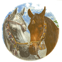 Horse - Arabian