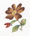 Meissen Flower