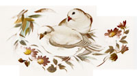 Pair of White Doves - Love Song