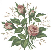 Pink Moss Rose