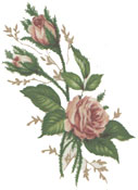 Pink Moss Rose