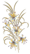 Glass Lily