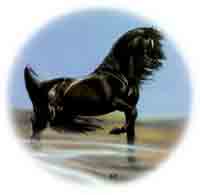 Horses - Black Arabian