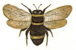 Bee Bit