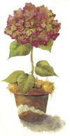 Hydrangea Topiary in Clay Pot