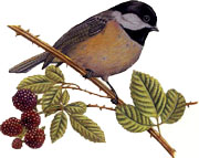 Birds - Chickadee