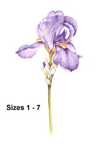 Iris